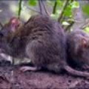 Noticias de Hantavirus