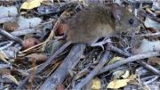 Confirmaron un caso de hantavirus en Bariloche