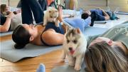 Clases de Yoga con perritos en Dubái promueven la adopción y el bienestar emocional