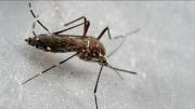 Hallan en Venezuela nueva especie de zancudo transmisor de malaria grave