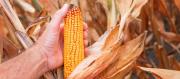 Hay maíz solo para 5 meses