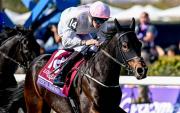 Magia en el césped en acción: Irlandés Ethical Diamond se alza con la victoria de la Breeders Cup Turf (G1)