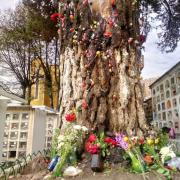 El Árbol de los Deseos: un rincón de fe y esperanza en el Cementerio General durante Todos Santos