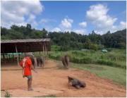 Instinto familiar en acción: bebé elefante tropieza y su manada corre a ayudarlo en una escena viral