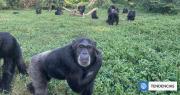 Experimento demostró que los chimpancés pueden tener pensamiento racional igual que los humanos