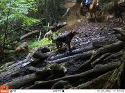 Monitoreo con cámaras en Parque Nacional Cerro Castillo: Jabalíes y perros amenazan la fauna nativa