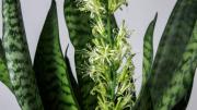 Lo que tenés que hacer con tu sansevieria o lengua de suegra en noviembre para que estalle de flores en verano