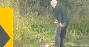 Abuelo héroe: Terry, de 82 años, rescata a un koala en plena carretera y conquista corazones