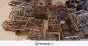Operativo en Sarmiento: secuestraron 55 aves y detuvieron a tres personas