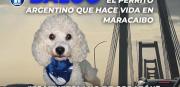 Es venezolano de corazón: Baloo, el perrito argentino que hace vida en Maracaibo