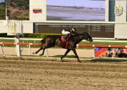 El mejor café de Colombia reaparece este domingo en La Rinconada