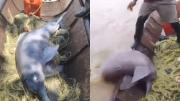 APURE: Desgarrador e indignante: Pescadores sacaron a un tonina bebé del agua, la separaron de su manada
