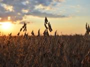 El precio de la soja sigue subiendo en el mercado internacional y está en el valor máximo en 15 meses: el impacto en la Argentina