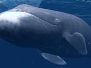 Fabuloso descubrimiento: la ballena boreal vive 200 años porque repara su ADN dañado