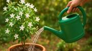 Cada cuántos días regar la planta de jazmín durante la primavera