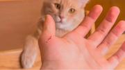 Con un simple arañazo, estas son las enfermedades que puede transmitir un gato