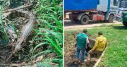 Video: Un caimán sorprende a vecinos en el canal de Cotoca, en Santa Cruz