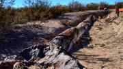 El bosque de las sombras más antiguas: la historia de los árboles petrificados