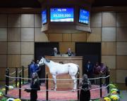 ¡Impresionante! Streak of Luck madre del invicto Ted Noffey fue vendida por $6.200.000