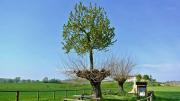 El único árbol del planeta Tierra que crece sobre otro: es un dos por uno