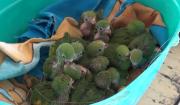 Decomisan 30 loros pichones siendo comercializados ilegalmente en feria de Santa Cruz