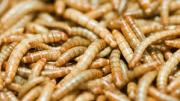 Un estudio explora incorporar proteína de insectos, como el gusano de la harina, en lácteos pasteurizados y 'brownies'