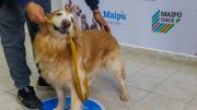 El Centro de Atención Primaria Veterinaria de Maipú ya atendió a más de 1000 mascotas