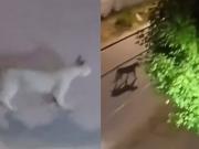 Un vecino grabó a un puma suelto en frente de su casa en Valeria del Mar