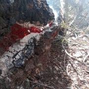 Extinguieron un foco de incendio forestal en el parque Lanín: cómo siguió el resto tras la tormenta