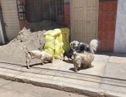 Población de canes en Oruro en ascenso: un perro por cada dos habitantes, ¿Qué hacer?