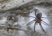 Descubren en Grecia la telaraña más grande del mundo: un hallazgo científico sin precedentes