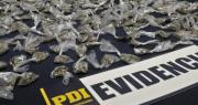 Cae microtraficante en Valparaíso: PDI incauta ketamina y cannabis en operativo en Plaza Aníbal Pinto