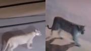 Video: un puma recorrió con calma las calles de Valeria del Mar y sorprendió a los vecinos