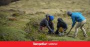 Un invernadero para la restauración de plantas nativas en Santa Cruz