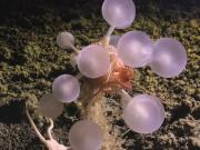 Encontraron en una de las zonas más remotas del planeta la bola de la muerte