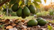 El milagroso abono casero que incentiva la fructificación del árbol de palta y permite una cosecha abundante