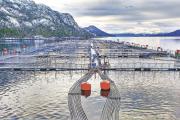 Industria acuícola: el despertar político de las salmoneras en el sur