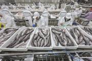 “La merluza negra”: un delito de US$ 65 millones que asfixia la inversión en Biobío