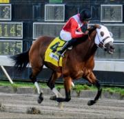 Serie Hípica del Caribe: Burlao de República Dominica dirá presente en Panamá