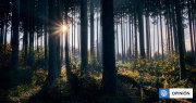 La verdad incómoda: sin política forestal no habrá carbono neutralidad