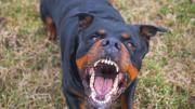 Córdoba: un niño lucha por recuperarse tras ser mordido en el rostro por un rottweiler