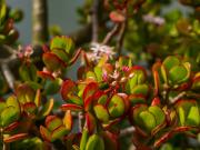 Para qué sirve poner una cinta roja en el árbol de jade y por qué recomiendan hacerlo