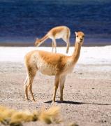 Tres mujeres aprehendidas por comercializar fibra de vicuña ilegalmente en El Alto