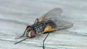 Cómo ahuyentar moscas de la casa y el jardín con estos remedios caseros