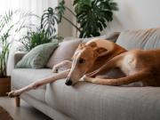 Qué emociones atraviesa tu perro cuando lo dejás solo, según expertos en mascotas