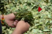 La coca en Tarija se vende en Bs 100 la libra: Defensa del Consumidor advierte procesos penales por agio