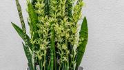 Un chorrito de este abono casero y tu sansevieria o lengua de suegra estallará de flores antes del verano
