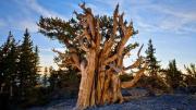 El árbol más antiguo del planeta Tierra: con 4.853 años es más viejo que las pirámides de Egipto