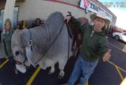 VIRAL: Entró montado en un toro a un supermercado y desató pánico entre los clientes