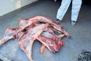 Decomisaron más de 1600 kilos de carne: cómo fue el operativo en Zapala